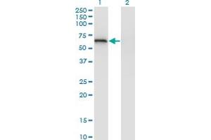 EIF2D antibody  (AA 485-584)