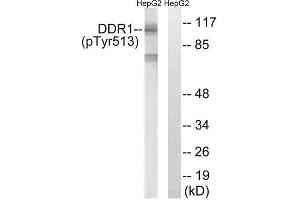 Western Blotting (WB) image for anti-Discoidin Domain Receptor tyrosine Kinase 1 (DDR1) (pTyr513) antibody (ABIN1847696) (DDR1 antibody  (pTyr513))