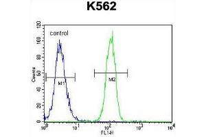 CCDC61 Antibody (N-term) flow cytometric analysis of K562 cells (right histogram) compared to a negative control cell (left histogram). (CCDC61 antibody  (N-Term))