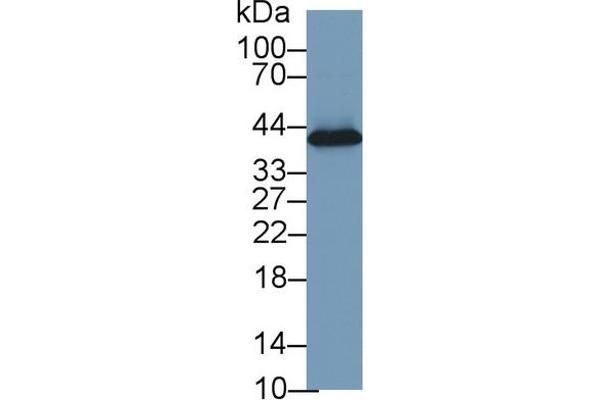 Haptoglobin antibody  (AA 123-307)