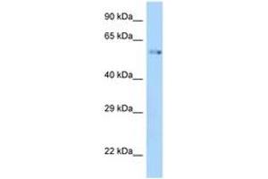 Image no. 1 for anti-Zinc Finger Protein interacting with Ribonucleoprotein K (ZIK1) (AA 318-367) antibody (ABIN6748086) (ZIK1 antibody  (AA 318-367))