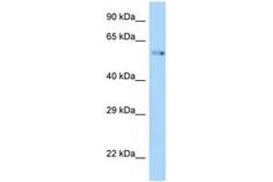 ZIK1 antibody  (AA 318-367)