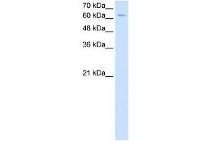 NR2C2 antibody used at 2. (TR4 antibody  (C-Term))