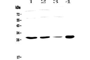 Western blot analysis of PHO1 using anti-PHO1 antibody .
