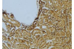 ABIN6273018 at 1/100 staining Mouse kidney tissue by IHC-P. (Syntaxin 11 antibody  (Internal Region))