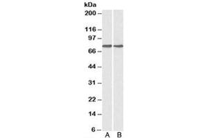 Western blot testing of A) HepG2 and B) MCF7 cell lysate with GRP78 antibody at 0. (GRP78 antibody)