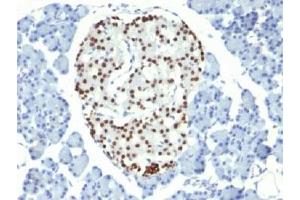 IHC testing of FFPE rat pancreas with NKX2. (Nkx2-2 antibody)