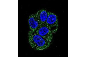 Confocal immunofluorescent analysis of LTF Antibody (ABIN658977 and ABIN2838030) with HepG2 cell followed by Alexa Fluor® 488-conjugated goat anti-mouse lgG (green). (Lactoferrin antibody)