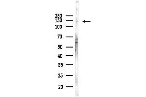 anti-Structural Maintenance of Chromosomes 3 (SMC3) (C-Term) antibody