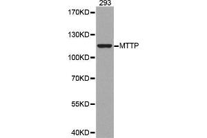 Western blot analysis of extracts of 293 cell lines, using MTTP antibody.