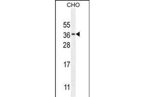 C Antibody (N-term) (ABIN654735 and ABIN2844423) western blot analysis in CHO cell line lysates (35 μg/lane). (C11orf73 antibody  (N-Term))