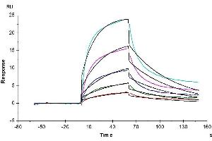Human CD2, His Tag captured on CM5 Chip via anti-his antibody can bind Human CD58, hFc Tag with an affinity constant of 9. (CD2 Protein (CD2) (His tag))