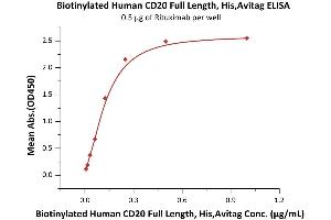 Immobilized Rituximab at 5 μg/mL (100 μL/well) can bind Biotinylated Human CD20 Full Length, His,Avitag (ABIN6972970) with a linear range of 0. (CD20 Protein (AA 1-297) (His tag,AVI tag,Biotin))