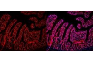 IF analysis of HMGB2 using anti-HMGB2 antibody (ABIN4886620). (HMGB2 antibody  (N-Term))