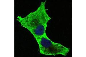 Confocal immunofluorescence analysis of PANC-1 cells using DAXX mouse mAb (green). (DAXX antibody)
