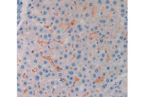 IHC-P analysis of liver tissue, with DAB staining. (MSTN antibody  (AA 267-376))