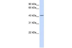 Western Blotting (WB) image for anti-Nucleotide Exchange Factor SIL1 (SIL1) antibody (ABIN2458900)