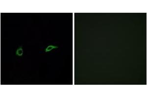 Immunofluorescence analysis of A549 cells, using OR2C1 Antibody. (OR2C1 antibody  (AA 241-290))