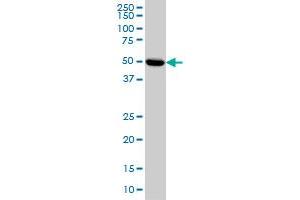 Western Blotting (WB) image for anti-Protein Kinase, CAMP-Dependent, Regulatory, Type II, alpha (PRKAR2A) (AA 1-105) antibody (ABIN562376)