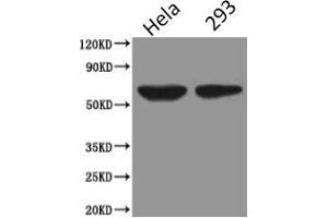 Western Blot Positive WB detected in: Hela whole cell lysate, HEK293 whole cell lysate All lanes: PODXL antibody at 2. (PODXL antibody)