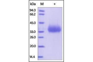 Human CD2, His Tag on SDS-PAGE under reducing (R) condition.
