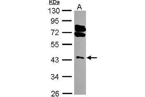 WB Image Sample (30 ug of whole cell lysate) A: 293T 10% SDS PAGE antibody diluted at 1:3000 (RING1 antibody)
