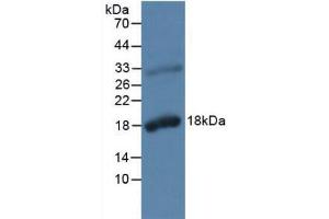 Western blot analysis of Rat Prostate Gland Tissue. (Kallikrein 2 antibody  (AA 19-261))