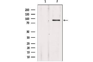 Western blot analysis of extracts from 293, using ADARB1 Antibody. (RED1 antibody  (Internal Region))
