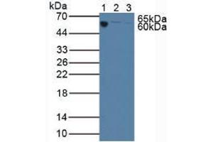 Figure. (C3 antibody  (AA 23-300))