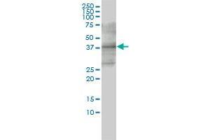 CD33 monoclonal antibody (M01), clone 2D12-G4 Western Blot analysis of CD33 expression in HL-60 .