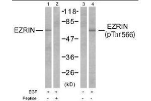 Image no. 1 for anti-Ezrin (EZR) (pThr566) antibody (ABIN196942) (Ezrin antibody  (pThr566))
