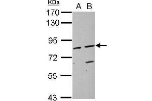 WB Image Sample (30 ug of whole cell lysate) A: HeLa B: HepG2 7. (DAO antibody  (N-Term))