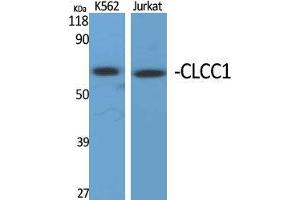 Western Blot (WB) analysis of specific cells using CLCC1 Polyclonal Antibody. (CLCC1 antibody  (Internal Region))