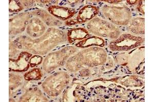 Immunohistochemistry (IHC) image for anti-Alcohol Dehydrogenase 5 (Class III), chi Polypeptide (ADH5) (AA 14-130) antibody (ABIN7143656)