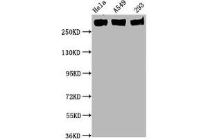 Western Blot Positive WB detected in Hela whole cell lysate,A549 whole cell lysate,293 whole cell lysate All lanes Phospho-POLR2A antibody at 0. (Recombinant POLR2A/RPB1 antibody  (pSer5))