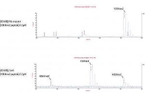 KDM1B Protein (full length) (GST tag)