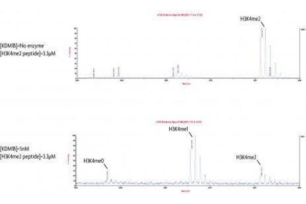 KDM1B Protein (full length) (GST tag)