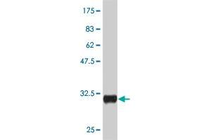 Western Blot detection against Immunogen (30. (CRH antibody  (AA 154-196))