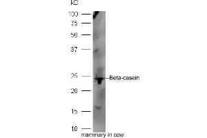 Bocine mammary tissue lysates probed with Rabbit Anti-Beta-casein Polyclonal Antibody, Unconjugated (ABIN1385095) at 1:300 overnight at 4 °C. (CSN2 antibody  (AA 16-100))