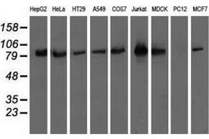 Western blot analysis of extracts (35 µg) from 9 different cell lines by using anti-OSBPL11 monoclonal antibody. (OSBPL11 antibody)