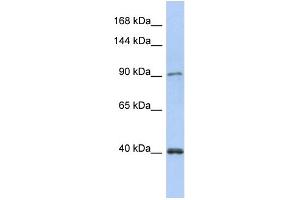 WB Suggested Anti-POLK Antibody Titration:  0. (POLK antibody  (N-Term))