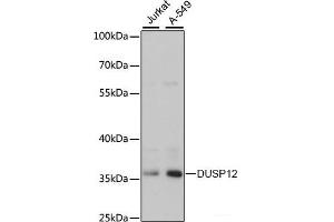 Western blot analysis of extracts of various cell lines using DUSP12 Polyclonal Antibody at dilution of 1:3000. (DUSP12 antibody)
