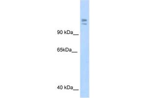 Western Blotting (WB) image for anti-Myb-Binding Protein 1A (MYBBP1A) antibody (ABIN2461491) (MYBBP1A antibody)
