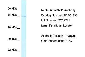 Western Blotting (WB) image for anti-BCL2-Associated Athanogene 5 (BAG5) (C-Term) antibody (ABIN2788981) (BAG5 antibody  (C-Term))
