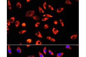 Immunofluorescence (IF) image for anti-Glycine Cleavage System H Protein (GCSH) antibody (ABIN7257311)