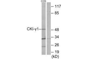 Western blot analysis of extracts from COS-7 cells, using CKI-γ1 antibody. (CSNK1G1 antibody  (N-Term))