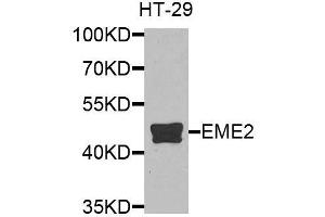 Western blot analysis of extracts of HT-29 cells, using EME2 antibody (ABIN6003623) at 1/1000 dilution. (EME2 antibody)