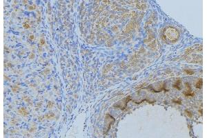 ABIN6268986 at 1/100 staining Human uterus tissue by IHC-P. (Annexin A2 antibody  (pSer26))