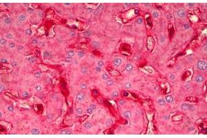 Anti-B2M antibody IHC staining of human liver. (beta-2 Microglobulin antibody)