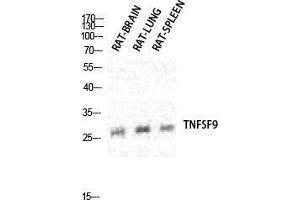 Western Blot (WB) analysis of specific cells using CD137L Polyclonal Antibody. (TNFSF9 antibody  (Internal Region))